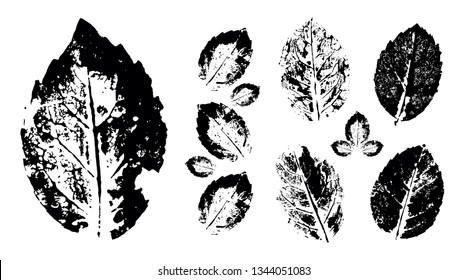stylish prints of leaf silhouettes