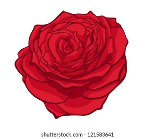 stylish red rose isolated on white