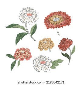 Stylish vector flowers isolated on white background. Summer botany collection in hand-drawn style. Chinese chrysanthemums illustration.