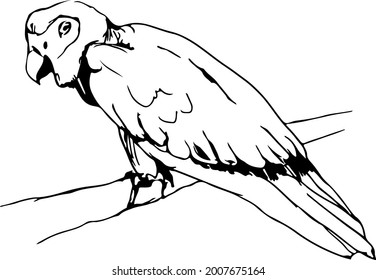 Stylish vector illustration of a bird on a branch. Expressive look. Black and white illustration.