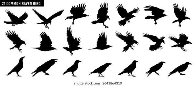 Stylish vector silhouettes of common ravens in flight and perch. Elegant black bird collection for nature and wildlife designs