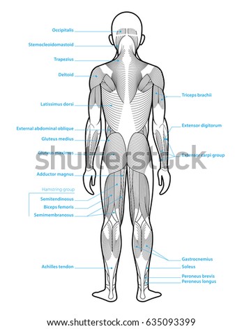 Label the major muscles listed on this diagram