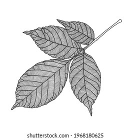 Stylized ash tree leaf line drawing with decorative veining isolated on white background. Vector illustration. Design element for card, invitation, banner, poster in line art style.
