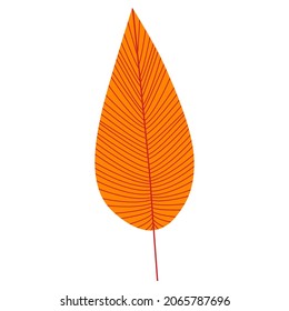 stylized autumn leaf, flat design, isolated on white