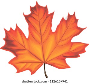 Stylized Autumn Maple Leaf - vector art 