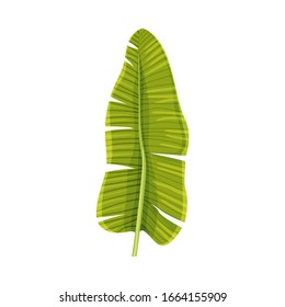Stylized Banana Leaf with Cross Veins Vector Illustration