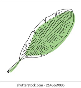 Stylized banana leaf. Tropical illustration. Exotic plant. minimalist banana leaf illustration. Vector banana. Botanical art. Vector illustration. Modern summer art. Line art. Hand drawn floral art.