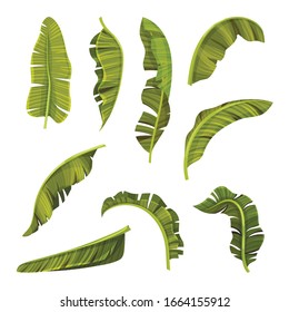 Stylized Banana Leaves with Cross Veins Vector Set