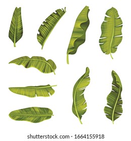 Stylized Banana Leaves with Cross Veins Vector Set