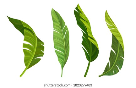 Stylized Banana Leaves With Cross Veins Vector Set