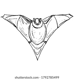 Stylized bat. Hand drawn linear rough sketch. Black silhouette on white background.