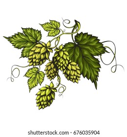 Stylized beer hops cones with green leaves on a branch isolated on white background. Suitable for beer labels and packaging.