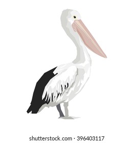 Stylized bird, Graphic illustration bird vector art, Pelican. Vector image
