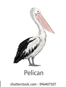 Stylized bird, Graphic illustration bird. Vector illustration of  Pelican.