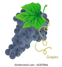 Stylized black grapes. 10 eps. No mesh.