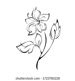 stylized blooming flower with large petals on a stem with leaves in black lines on a white background
