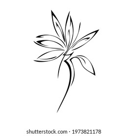 stylized blooming flower on a stem with a single leaf in black lines on a white background