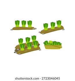 As plantas estilizadas de bok choy em terrenos e cestas mostram fases de crescimento e colheita. Ótimo para visuais em agricultura, jardinagem, educação alimentar e cultivo sustentável de vegetais.