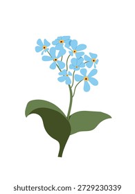 Stylized branch of forget-me-not flower isolated on white. Illustration of spring flowers for seasonal designs. Botanical illustration of blue forget-me-not flowers