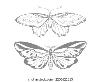Stylized butterflies, line art, vector illustration