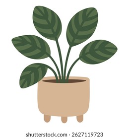 Calathea estilizado planta com folhas listradas em um vaso moderno, clipart vetor desenhos animados planos.