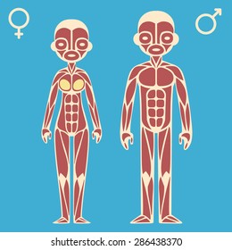 Stylized cartoon male and female muscle charts with corresponding gender symbols.