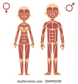 Stylized cartoon male and female muscle charts with gender symbols.