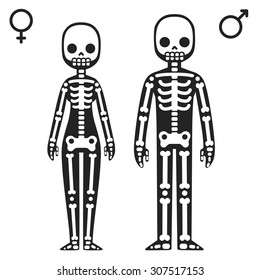 Stylized cartoon male and female skeletons isolated on white background.