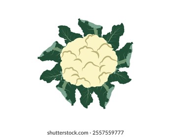 Stylized Cauliflower Vector for Modern Graphics and Branding