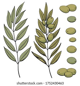 Stylized color image of olive branches and hand-drawn olives