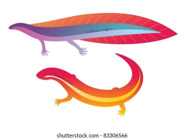 Stylized colorful newts