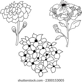 Stylized dahlia and hydrangea flowers. Vector, doodle style.Black and white
