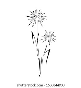 stylized dandelion flower on a stalk with leaves in black lines on a white background