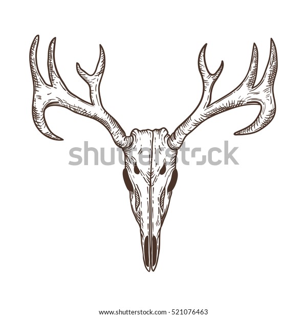 Stylized Deer Skull Sketch Hand Drawn Stock Vector (Royalty Free ...