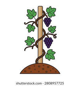 A stylized depiction of a purple grape vine climbing up a wooden support post in the soil, representing organic farming, viticulture, and wine production concepts.