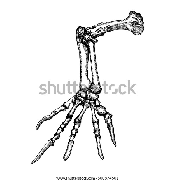 Stylized Drawing Lizard Bones Hand Decorative Stock Vector (Royalty