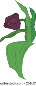 A stylized drawing of a tulip solitaire. Illustration contains no gradients.