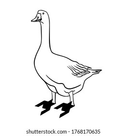 Stylized duck logo. Vector illustration on white background. For cards, posters, stickers  and professional design.   