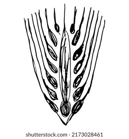 Stylized ear of barley. Harvest symbol. Ancient Greek coin design. Hand drawn linear doodle rough sketch. Black silhouette on white background.