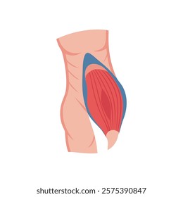 Stylized External Oblique Muscle Anatomy Overview