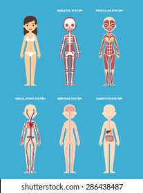 Stylized female body anatomy chart: skeletal, muscular, circulatory, nervous and digestive systems. Flat cartoon style.