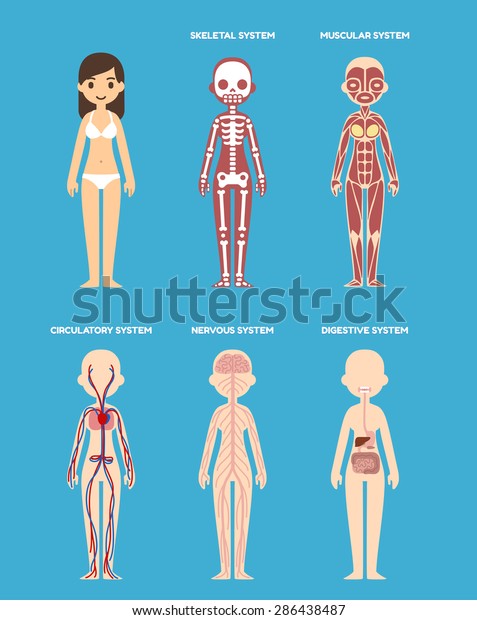 female body anatomy art