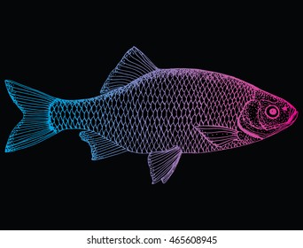 Stylized fish. Carp. River fish. Black and white drawing by hand. Line art. Tattoo. Doodle. Graphic arts.