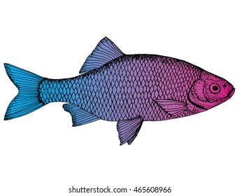 Stylized fish. Carp. River fish. Black and white drawing by hand. Line art. Tattoo. Doodle. Graphic arts.