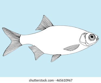 Stylized fish. Carp. River fish. Black and white drawing by hand. Line art. Tattoo. Doodle. Graphic arts.