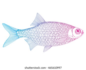 Stylized fish. Carp. River fish. Black and white drawing by hand. Line art. Tattoo. Doodle. Graphic arts.