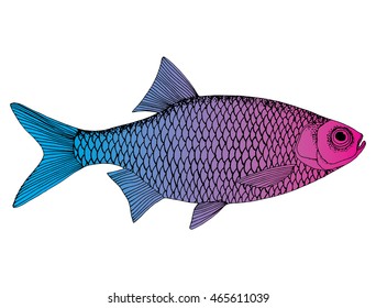 Stylized fish. Carp. River fish. Black and white drawing by hand. Line art. Tattoo. Doodle. Graphic arts.