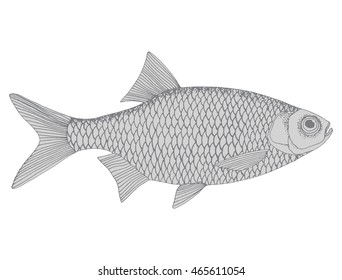 Stylized fish. Carp. River fish. Black and white drawing by hand. Line art. Tattoo. Doodle. Graphic arts.