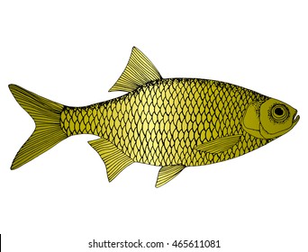Stylized fish. Carp. River fish. Black and white drawing by hand. Line art. Tattoo. Doodle. Graphic arts.