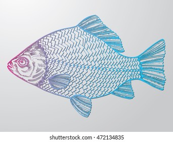 Stylized fish. Carp. River fish. Black and white drawing by hand. Line art. Tattoo. Doodle. Graphic arts.
